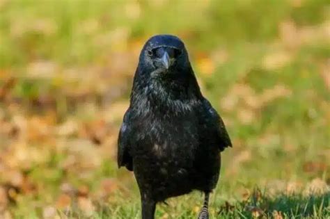 Asätare – Wikipedia